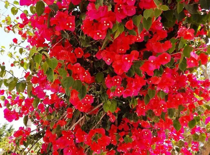 Hotel Maroulis Mikri Vigla